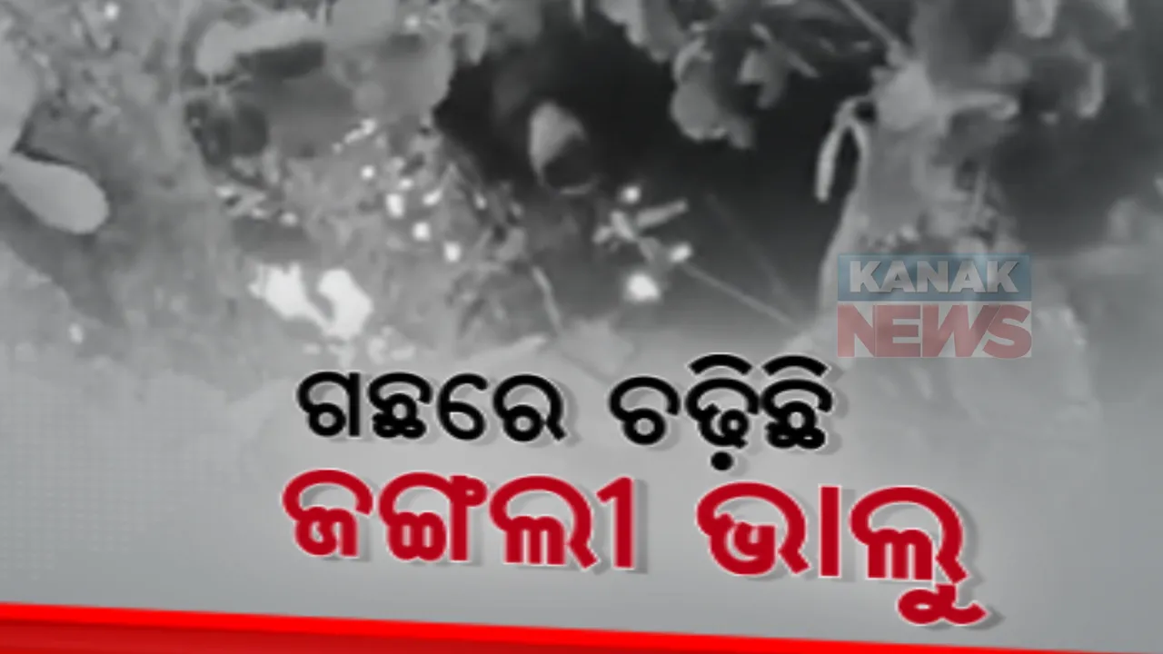  ଗଛରେ ଭାଲୁ, ତଳେ ଜଗିଛନ୍ତି ବନ କର୍ମଚାରୀ। ନବରଙ୍ଗପୁରରେ ଜଙ୍ଗଲ ଛାଡି ବାରମ୍ବାର ଗାଁ ମୁହାଁ ହେଉଛନ୍ତି ଜଙ୍ଗଲୀ ଜନ୍ତୁ