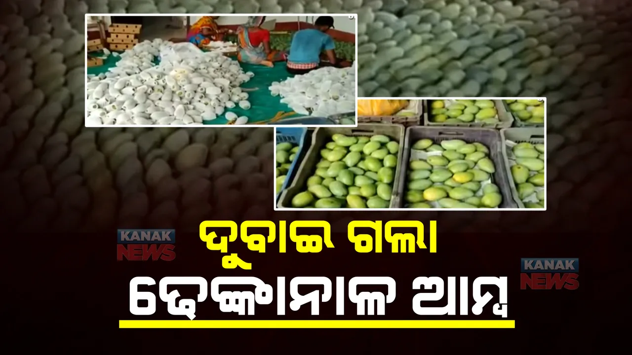  ପ୍ରଥମଥର ଢେଙ୍କାନାଳର ସୁଆଦିଆ ଆମ୍ବ ଦୁବାଇ ରପ୍ତାନୀ : ୨୦୦ ଚାଷୀ ୫୦ ହଜାର ମେଟ୍ରିକ ଟନ୍ ଆମ୍ବ କରୁଛନ୍ତି ଉତ୍ପାଦନ