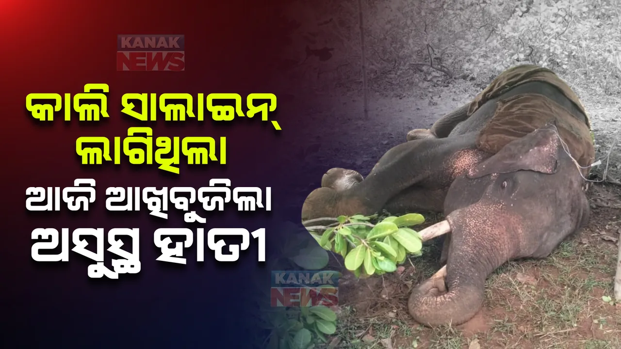  ଆଖି ବୁଜିଲା ଅସୁସ୍ଥ ହାତୀ । ଚିକିତ୍ସା ଚାଲିଥିବା ବେଳେ ଚାଲିଗଲା ପ୍ରାଣ ।