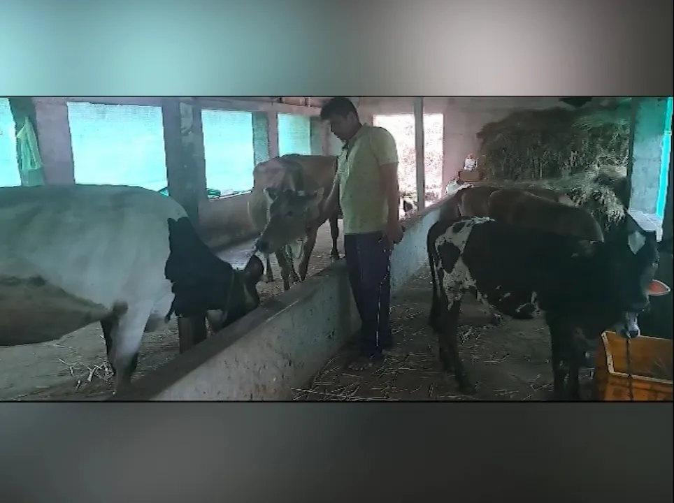  ଗୋପାଳନ ଓ ଦୁଗ୍ଧ ସଂଗ୍ରହ କେନ୍ଦ୍ର କରି ଉପକୃତ ହେଉଛନ୍ତି ମାର୍ଶାଘାଇ ଅଂଚଳର ବି-ଟେକ୍ ପଢ଼ୁଆ ଯୁବକ, ଦିନକୁ ଉତ୍ପାଦନ ହେଉଛି ୬୦ରୁ ୬୫ ଲିଟର କ୍ଷୀର
