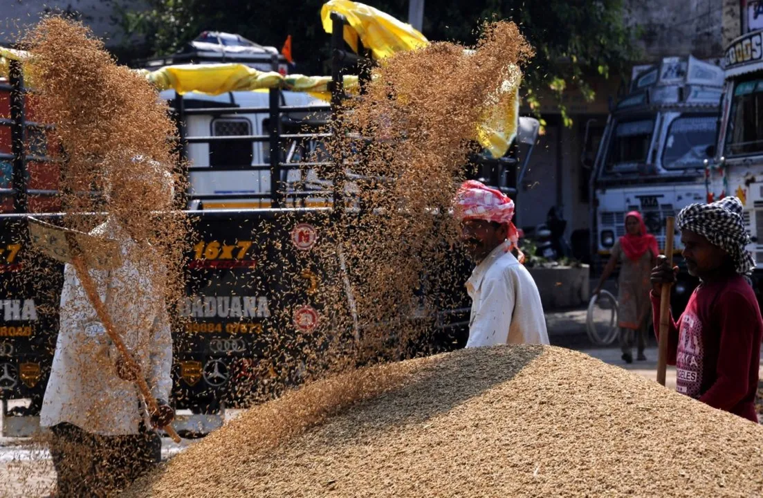  Amritsar:Labourers work at harvested paddy crop to separate the grains from husk at grain market in Amritsar on Tuesday,October 05 , 2021.(Photo:Pawan sharma/IANS) 