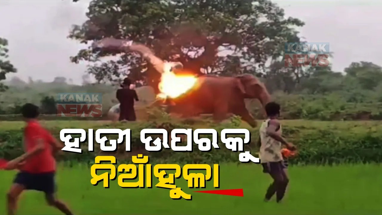  ଉତ୍ପାତ କରୁଛନ୍ତି ହାତୀପଲ, ଘଉଡାଇବା ପାଇଁ ନିଆଁହୁଳା ମାଡ଼