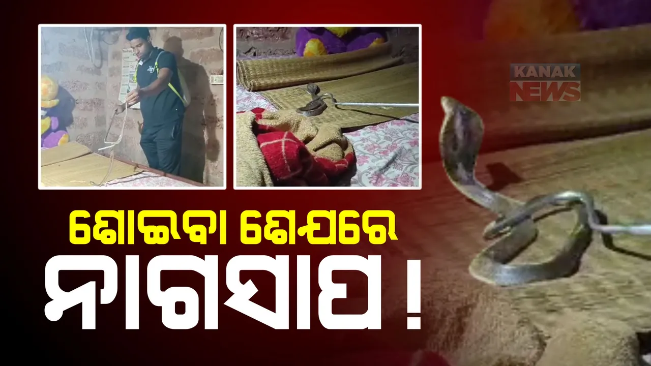  ଶୋଇବା ଶେଯରେ ନାଗସାପ !