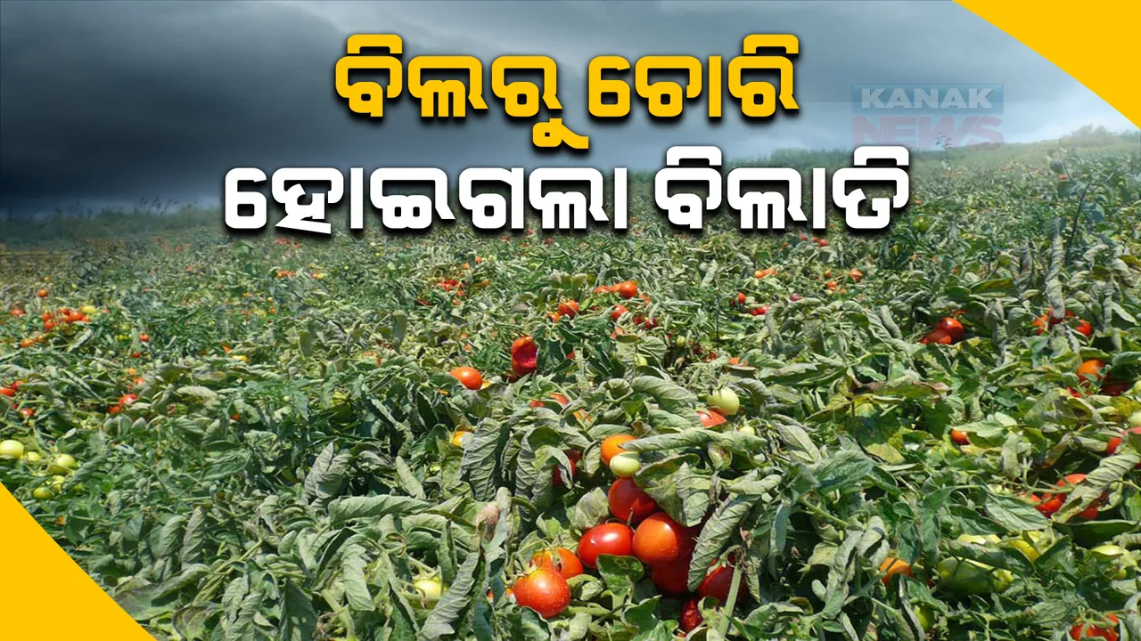 ପରିବା ଦର ବୃଦ୍ଧି ଭିତରେ ଆସିଲା ଅଭାବନୀୟ ଖବର, ବିଲରେ ପଶି ୨.୫ଲକ୍ଷ ଟଙ୍କାର ବିଲାତି ଚୋରି କରିନେଲେ ଚୋର
