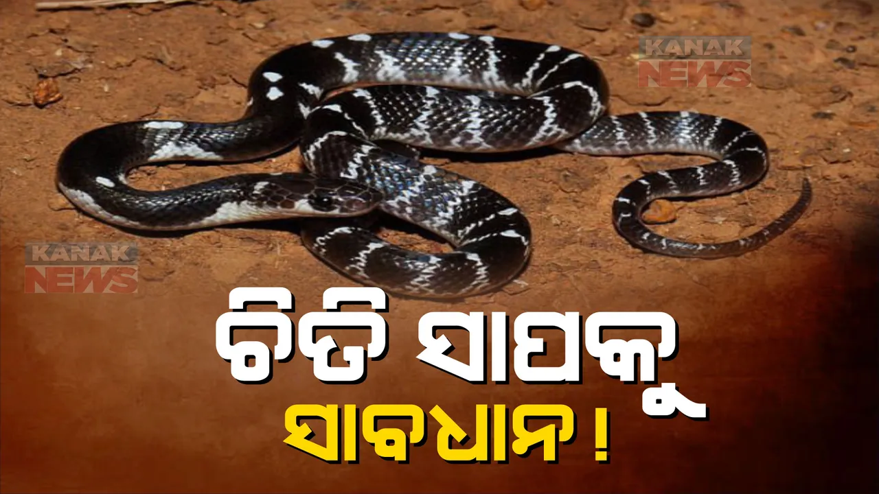  ଚିତି ସାପକୁ ସାବଧାନ: ଛୋଟ ସାପ, କିନ୍ତୁ ବିଷ ଅଧିକ । ଝଡ଼ାଫୁଙ୍କାରେ ବିଶ୍ୱାସ ନକରି ତୁରନ୍ତ ଡାକ୍ତର ଦେଖାଇବାକୁ ପରାମର୍ଶ 