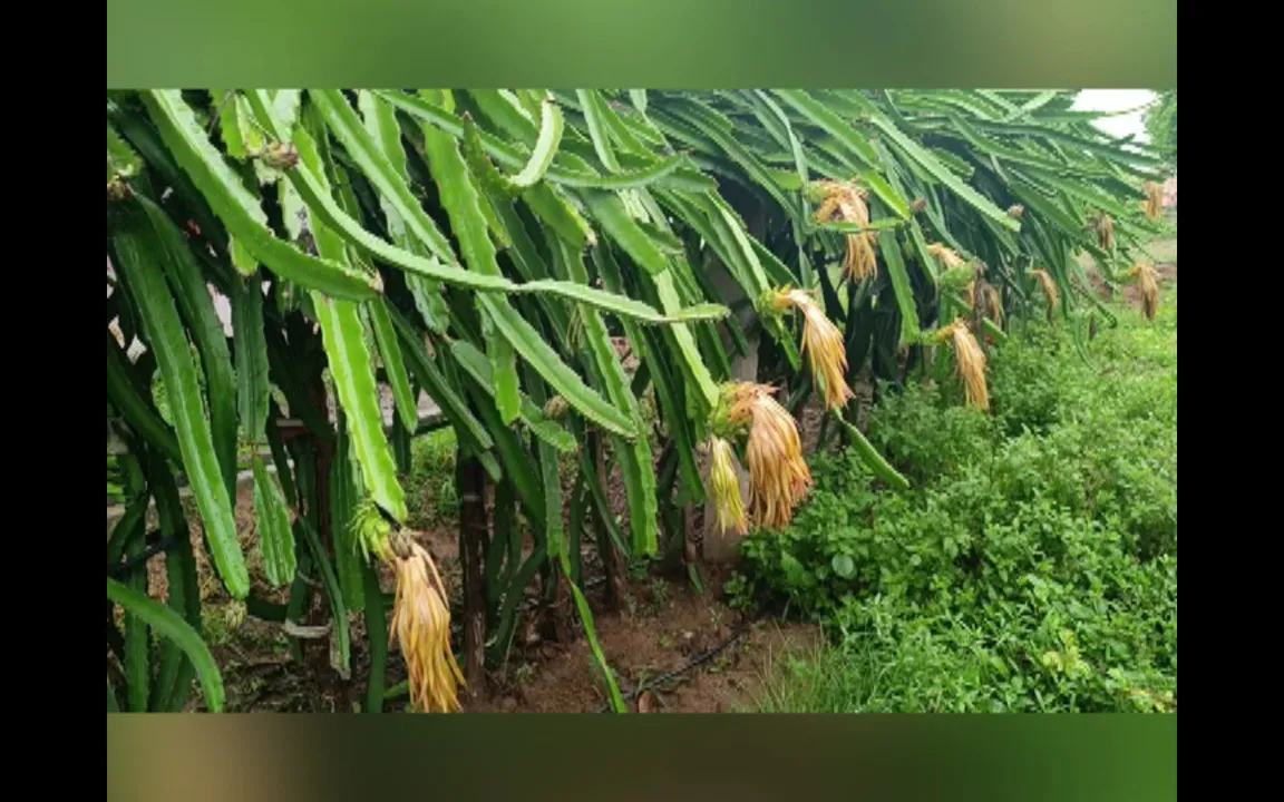  ଡ୍ରାଗନ ଫ୍ରୁଟ୍ ଚାଷ କରି ଅନ୍ୟମାନଙ୍କ ପାଇଁ ଉଦାହରଣ ପାଲଟିଛନ୍ତି କଳାହାଣ୍ଡି ମଦନପୁର ରାମପୁରର ବାପ-ପୁଅ । ଗୁଜରାଟରୁ ତାଲିମ ନେଇ ନିଜ ବାଡ଼ିରେ ଫଳାଇଛନ୍ତି ଫଳ