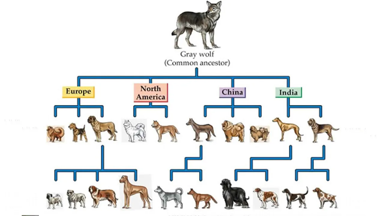  କୁକୁର ମାନକ ପୂର୍ବଜ ଗଧିଆ ଥିଲେ