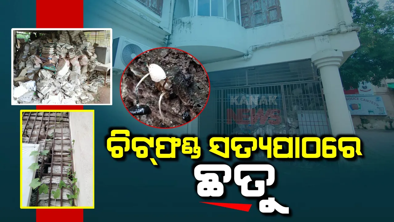  ଚିଟଫଣ୍ଡ ସତ୍ୟପାଠରେ ଛତୁ