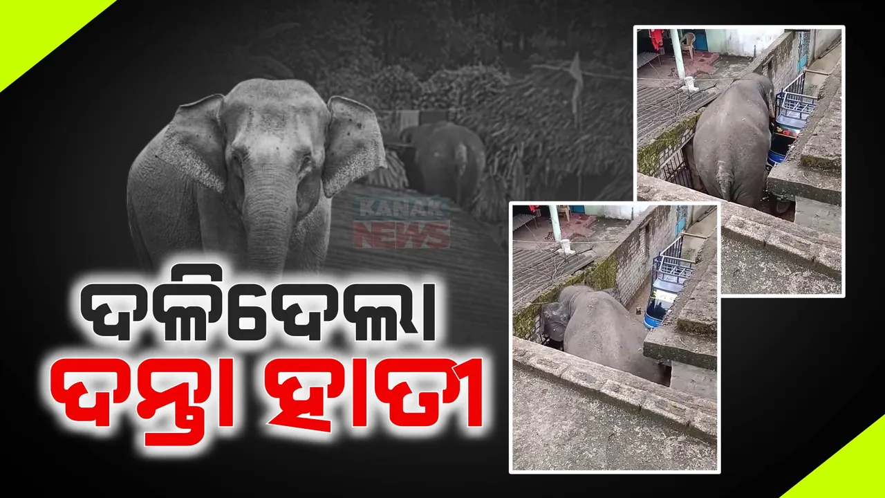  ଅନୁଗୁଳରେ ପୁଣି ଜଣଙ୍କ ଜୀବନ ନେଲା ହାତୀ : ପ୍ଲାଣ୍ଟରୁ ଫେରିବା ସମୟରେ ଦଳିଦେଲା ଦନ୍ତା