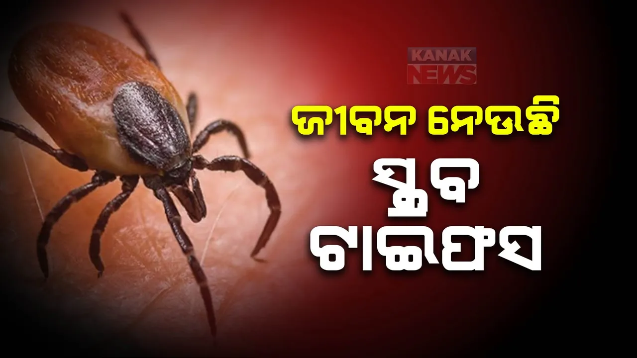  ସ୍କ୍ରବ ଟାଇଫଓ ଆତଙ୍କ