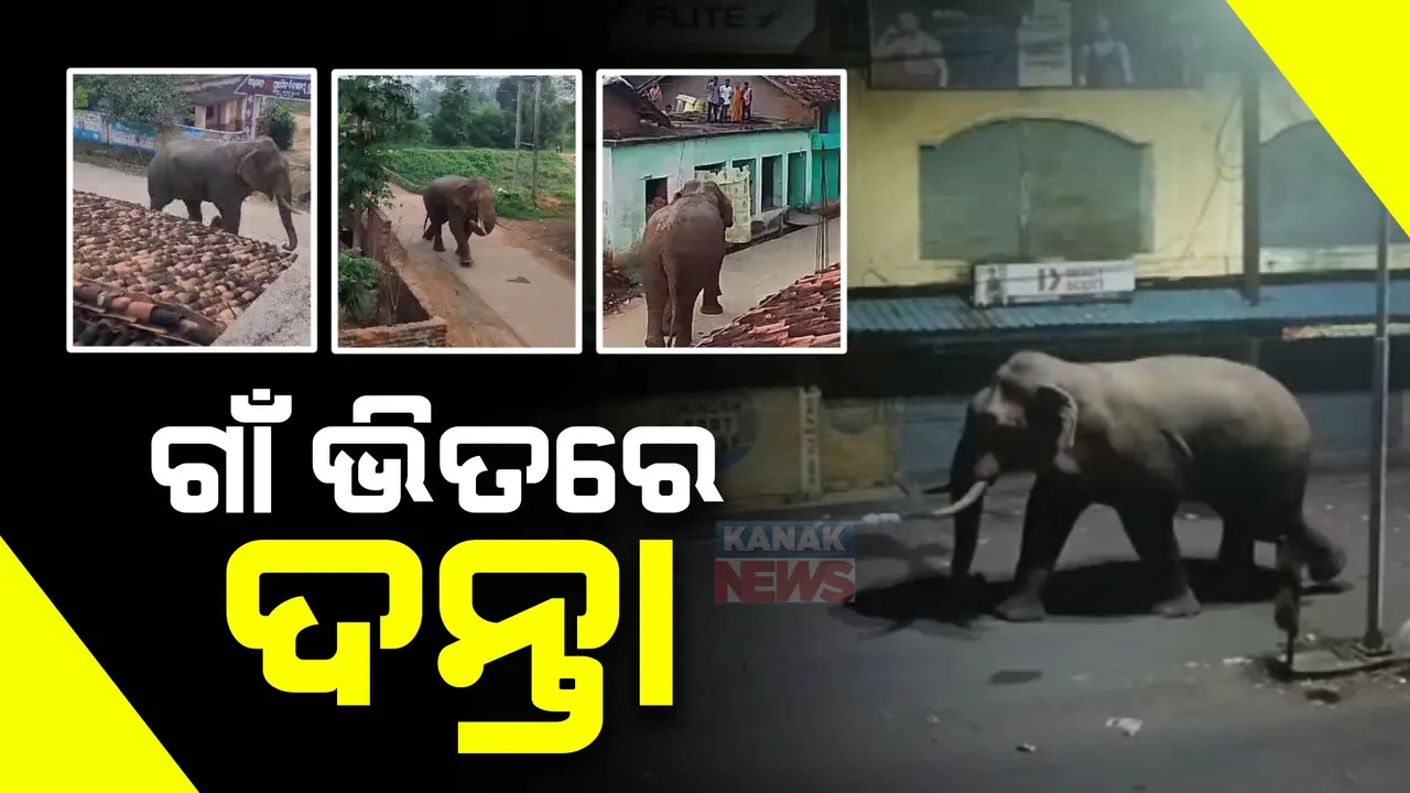  ପାଇକମାଳ ବ୍ଲକରେ ଦନ୍ତା ହାତୀର ଆତଙ୍କ : ଲୋକଙ୍କ ମଧ୍ୟରେ କୋକୁଆ ଭୟ; ସେପଟେ ବିରମିତ୍ରପୁର ସହର ଭିତରକୁ ପଶିଲା ଗୋଠଛଡ଼ା ଦନ୍ତା