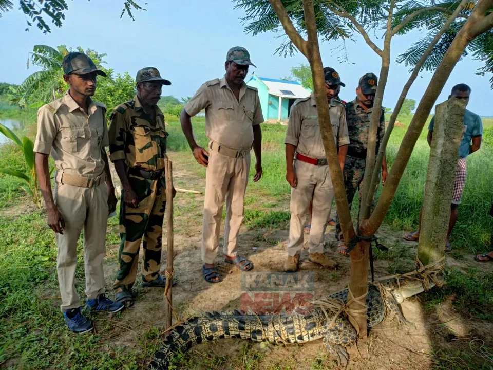  ଜାଲରେ ପଡିଲା ବଉଳା କୁମ୍ଭୀର । ଉଦ୍ଧାର କରି ନଦୀରେ ଛାଡିଲା ବନବିଭାଗ । ଦେଖନ୍ତୁ, ଫଟୋ....