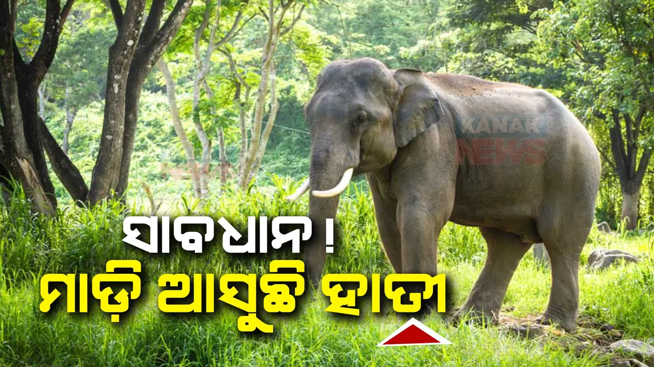  ସାବଧାନ! ମାଡ଼ି ଆସୁଛି ହାତୀ: ଢେଙ୍କାନାଳ ଚାନ୍ଦପୁର ଓ ମହାବିରୋଡ଼ ଗାଁ ରାସ୍ତା ହାତୀ ଆତଙ୍କ