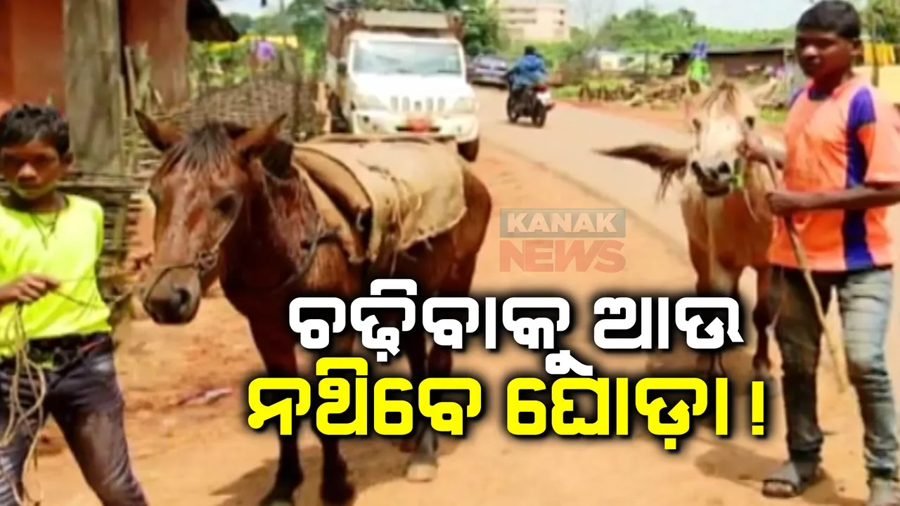  ଲୋପପାଇ ଯିବ କି ସ୍ୱାଭିମାନ ଅଂଚଳର ଘୋଡା! ସଂରକ୍ଷଣ କଥା ଚାଲିଥିବା ବେଳେ କମୁଛି ଘୋଡ଼ା ସଂଖ୍ୟା!