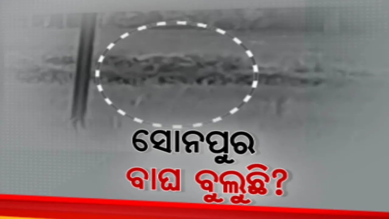  ଜଙ୍ଗଲ ଛାଡି କ୍ଷେତରେ ବୁଲୁଛି ବାଘ । ଲୋକେ ଆତଙ୍କିତ