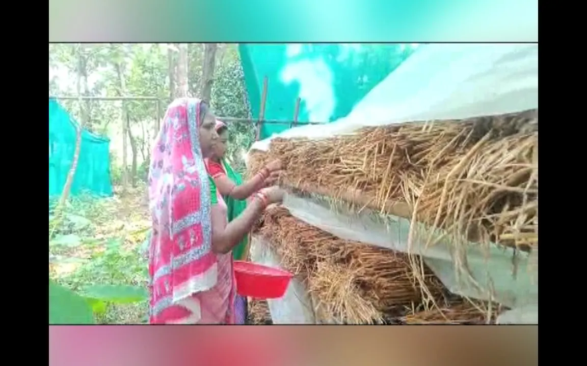  ଗାଁ ମହିଳାଙ୍କ କମାଲ । ସ୍ୱାମୀଙ୍କ ସହଯୋଗରେ ଛତୁଚାଷ କରି ଚର୍ଚ୍ଚାରେ ଆଠଗଡ଼ର ସଞିତା ଓ ମିତାଲି