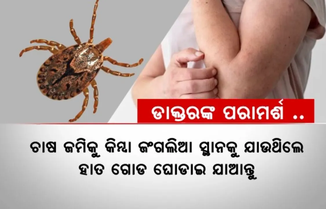  ସୁନ୍ଦରଗଡ଼, ବଲାଙ୍ଗୀର, ବରଗଡ଼, କେନ୍ଦୁଝର ଆଦି ଜିଲ୍ଲାରେ ସ୍କ୍ରବ ଟାଇଫସ୍ ଆତଙ୍କ । ପ୍ରତିଦିନ ବଢ଼ୁଛି ଆକ୍ରାନ୍ତଙ୍କ ସଂଖ୍ୟା
