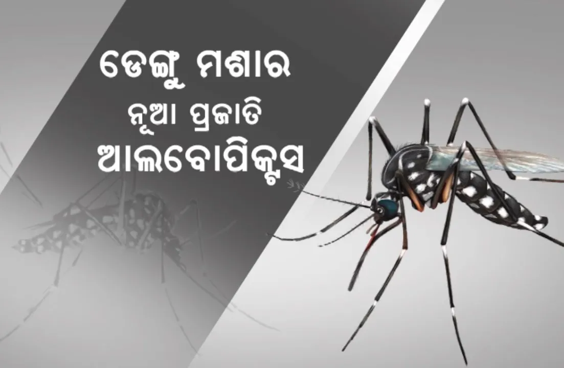  ଡେଙ୍ଗୁ ମଶାର ନୂଆ ପ୍ରଜାତି ଆଲବୋପିକ୍ଟସ । ମଶାଙ୍କ ବଂଶବିସ୍ତାର ପଛରେ ଜଳବାୟୁ !