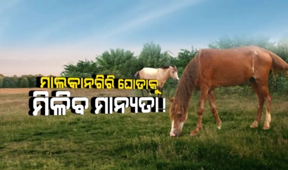  ମାଲକାନଗିରି ଘୋଡ଼ାକୁ ମିଳିପାରେ ଅଷ୍ଟମ ପ୍ରଜାତି ମାନ୍ୟତା । ଓୟୁଏଟି ଗବେଷଣାରୁ ମିଳିଲା ତଥ୍ୟ । ସ୍ୱାଭିମାନ ଅଞ୍ଚଳର ଘୋଡାଙ୍କ ମଧ୍ୟରେ ରହିଛି ସ୍ୱତନ୍ତ୍ରତା