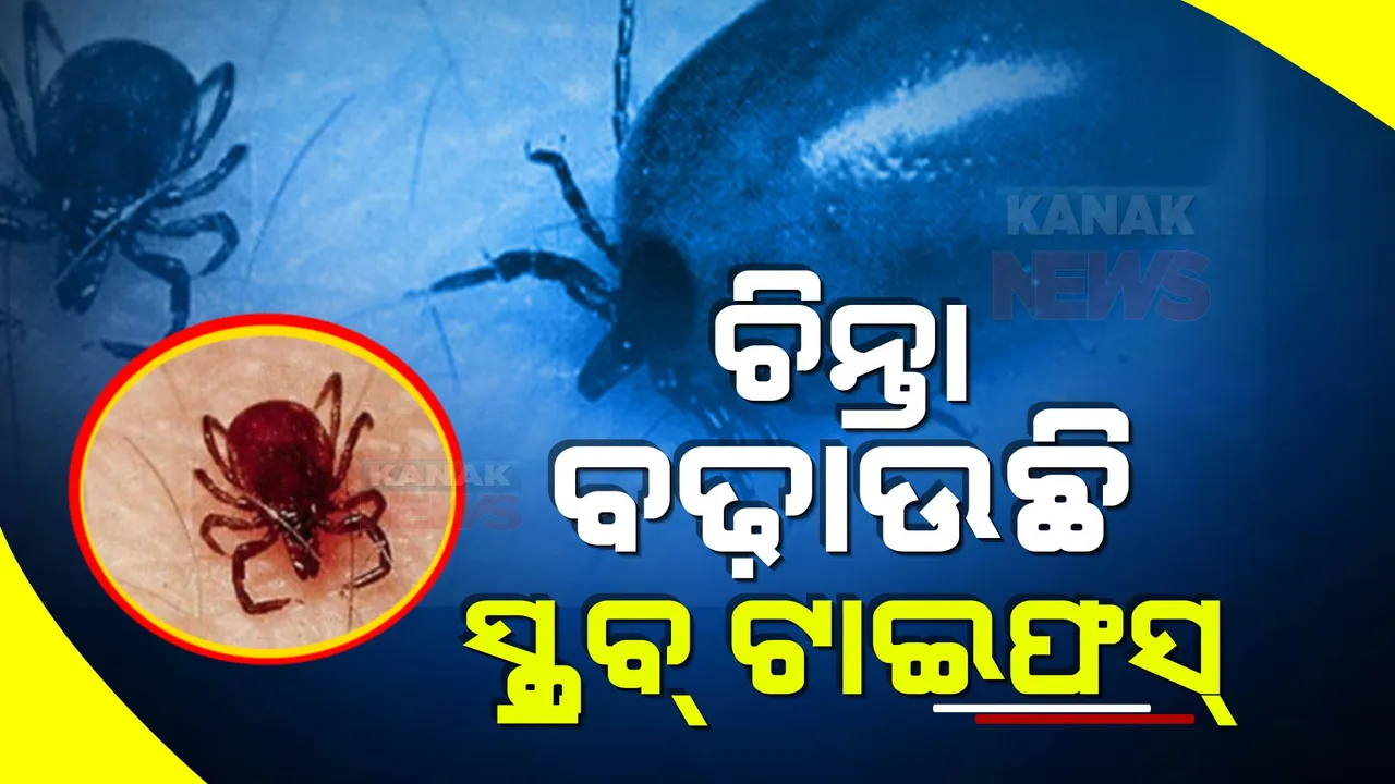  ଚିନ୍ତା ବଢାଉଛି ସ୍କ୍ରବ ଟାଇଫସ