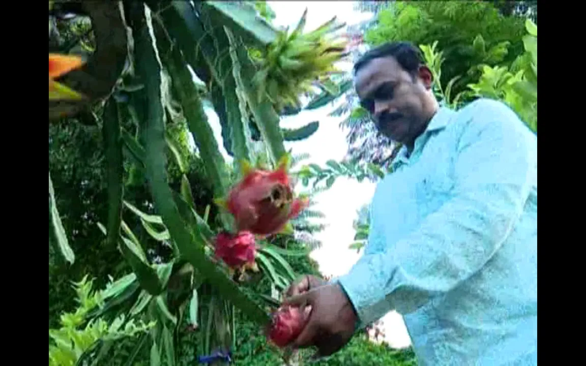  ପାରମ୍ପରିକ ଚାଷ ଅପେକ୍ଷା ଉନ୍ନତମାନର ଫଳ ଚାଷରୁ ମିଳୁଛି ଭଲ ରୋଜଗାର । ବିଦେଶୀ ଫଳ ଚାଷକରି ଅତ୍ମନିର୍ଭର ହେଉଛନ୍ତି ଚାଷୀ