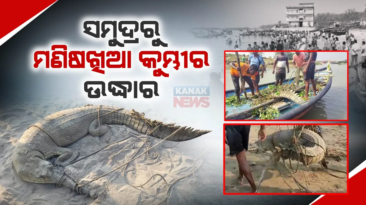  ସମୁଦ୍ରରୁ ବିଶାଳକାୟ କୁମ୍ଭୀର ଉଦ୍ଧାର : କାବୁ କରି ବନବିଭାଗକୁ ଖବର ଦେଲେ ମତ୍ସ୍ୟଜୀବୀ
