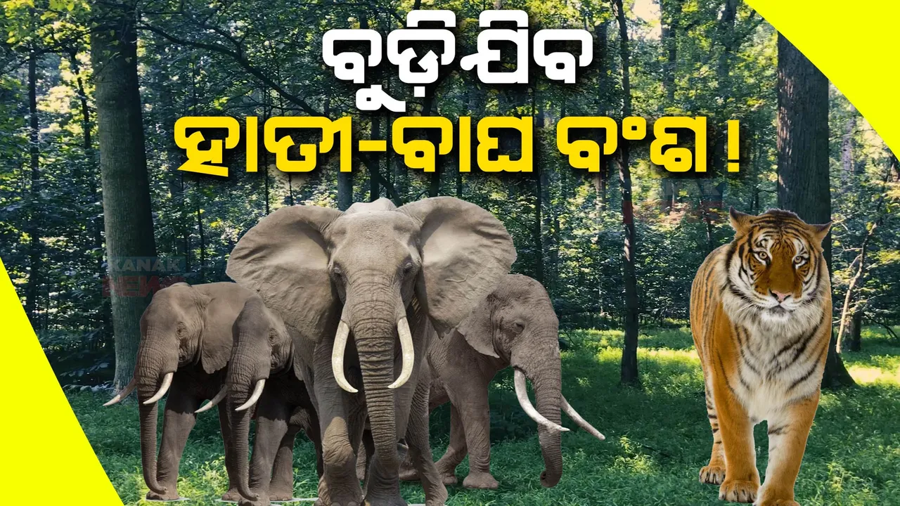  ରାଜ୍ୟରେ ବୁଡ଼ିଯିବ କି ବାଘ ଓ ହାତୀ ବଂଶ ? ୮ ବର୍ଷରେ ଗଲାଣି ୬୯୮ଟି ହାତୀଙ୍କ ଜୀବନ; ୪୮ଟି କଲରାପତରିଆ, ୭ଟି ମହାବଳ ବାଘର ମୃତ୍ୟୁ