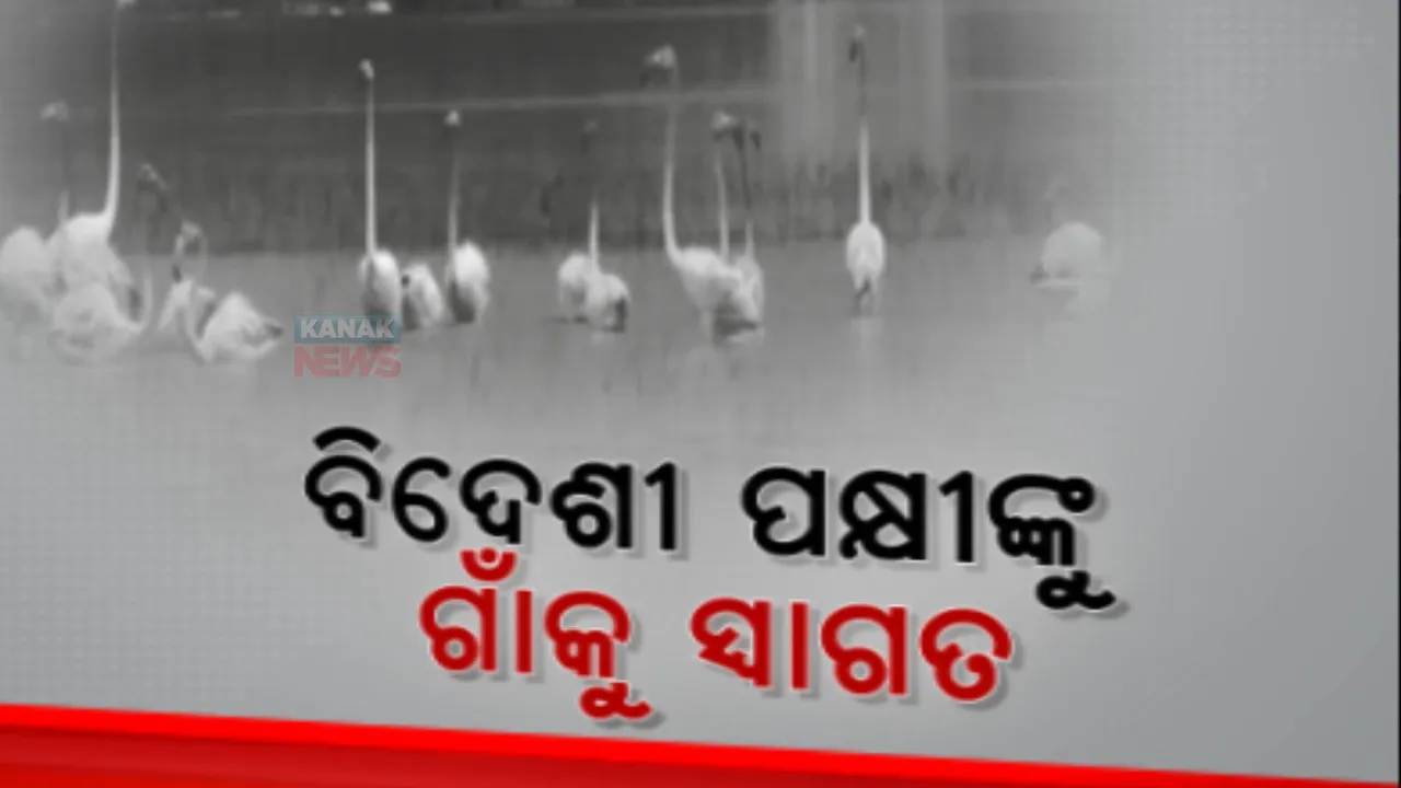  ଅତିଥି ପକ୍ଷୀଙ୍କ ସୁରକ୍ଷା ପାଇଁ ଗ୍ରାମବାସୀଙ୍କ ନିଆରା ପଦକ୍ଷେପ: ଗାଁ କମିଟିର ଦୃଢ ନିଷ୍ପତି, ଚିଲିକାରେ କେହି ମାରିବେନି ପକ୍ଷୀ