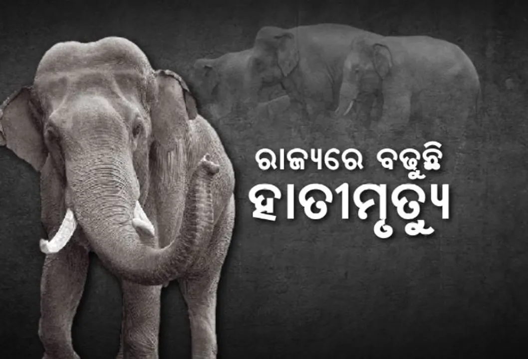  ରାଜ୍ୟରେ ବଢୁଛି ହାତୀମୃତ୍ୟୁ । ବିଦ୍ୟୁତ ଆଘାତ ଓ ଦୁର୍ଘଟଣା ନେଉଛି ଜୀବନ ।