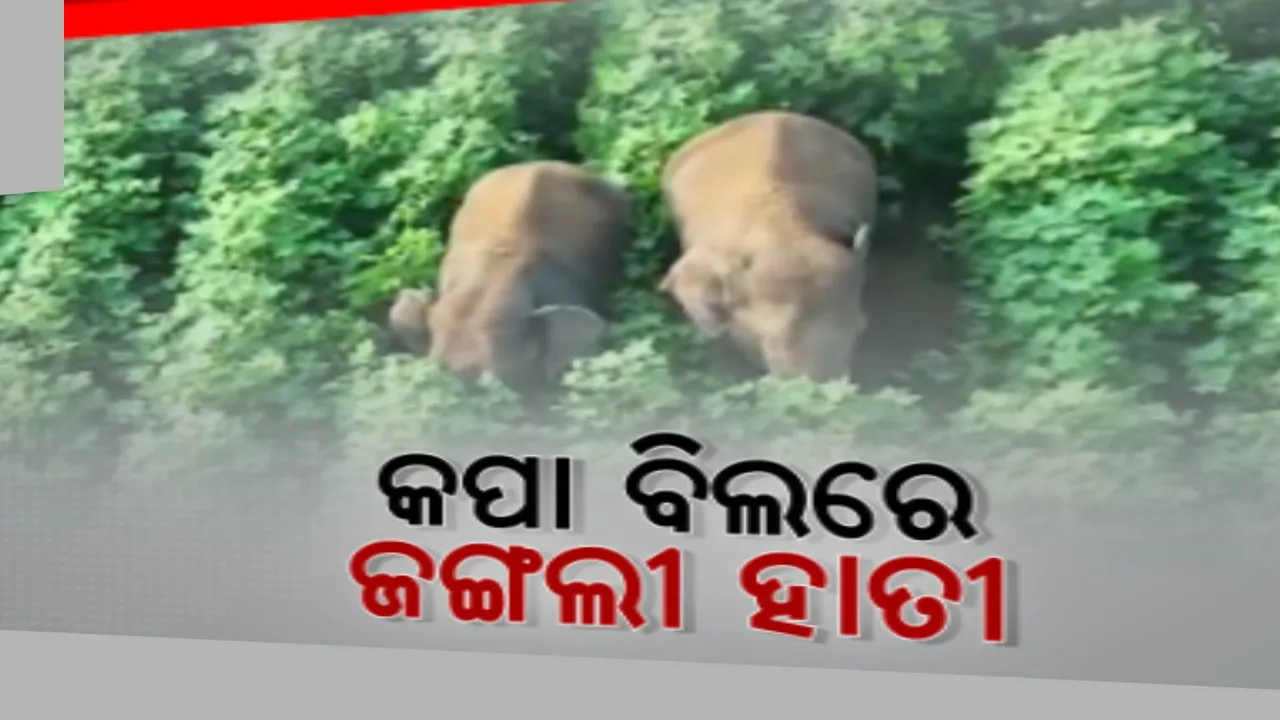  କପା ଚାଷ ଜମିରେ ବୁଲୁଛି ହାତୀ: କ୍ୟାମେରାରେ କଏଦ ହେଲା ହାତୀ ବୁଲୁଥିବା ଚିତ୍ର