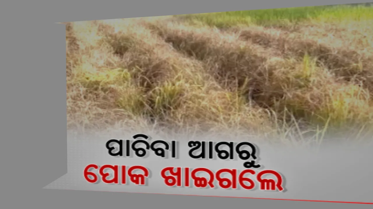  ନିଳଗିରି ଉପଖଣ୍ଡରେ ଧାନ ବିଲରେ ରୋଗପୋକ ଆତଙ୍କ । ଧାନ ପାଚିବା ଆଗରୁ ପୋକ ଖାଇଗଲେ ଗଛ 