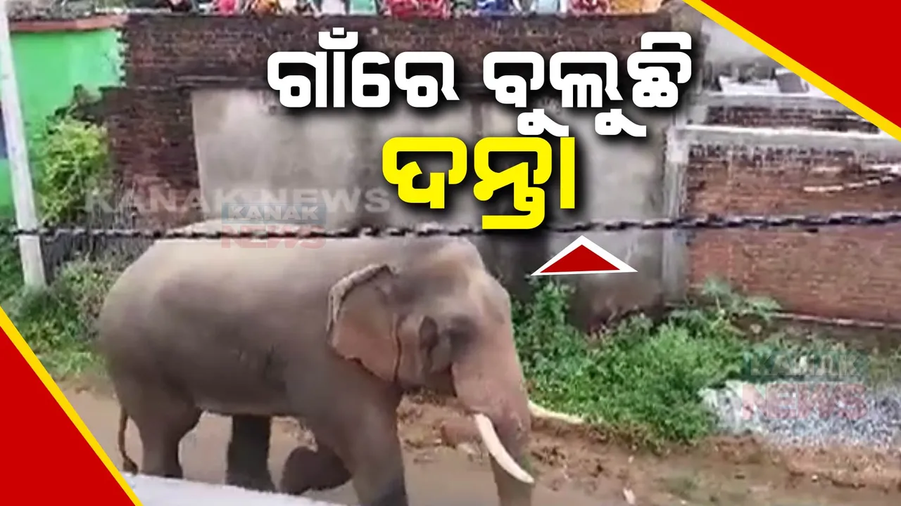  ପଦ୍ମପୁରରେ ଦନ୍ତା ଆତଙ୍କ : ଘରୁ ନବାହାରିବାକୁ ସଚେତନ କରୁଛି ବନବିଭାଗ, ଭୟଭୀତ ଅବସ୍ଥାରେ ଲୋକେ