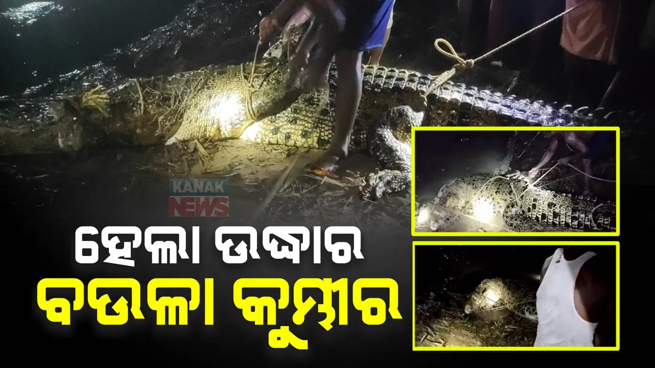  ବିଳମ୍ବିତ ରାତିରେ ଘର ପଛପଟେ ବୁଲୁଥିଲା କୁମ୍ଭୀର : ଉଦ୍ଧାର କଲା ବନବିଭାଗ; ରାଜନଗରରେ ଭୟର ବାତାବରଣ