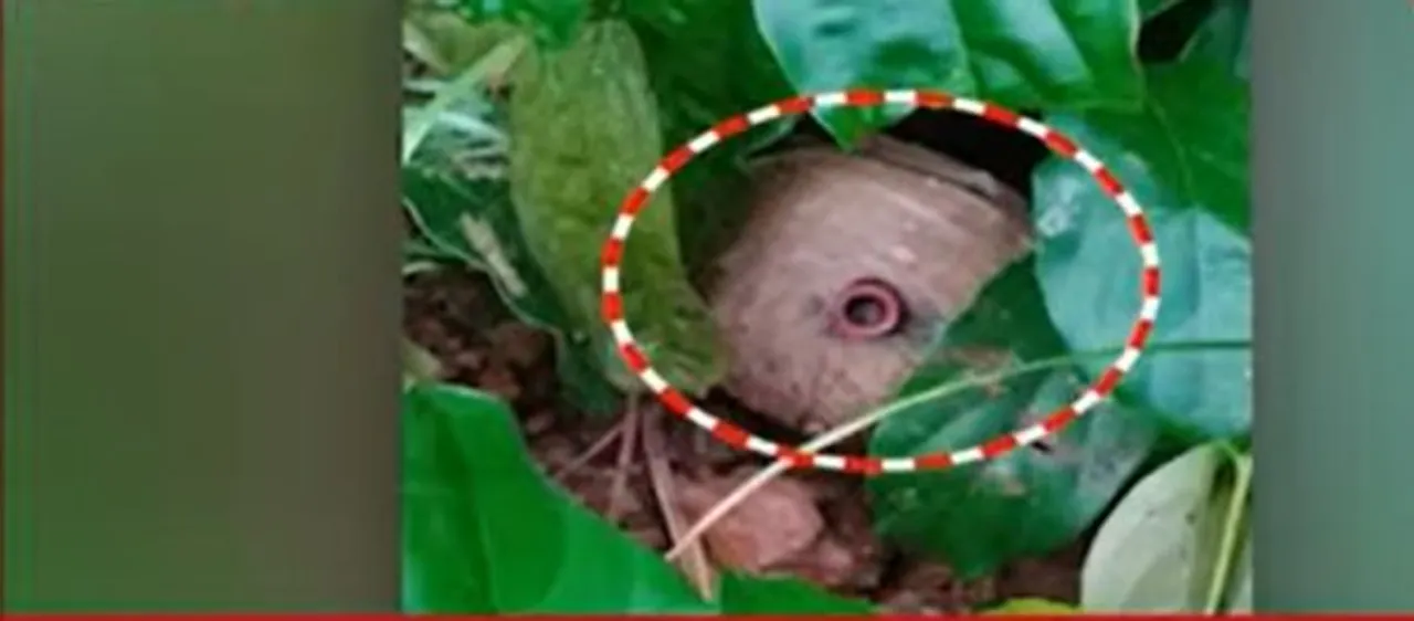  ରାସ୍ତାକଡ ବୁଦା ମୂଳରୁ ବୋମା ଭର୍ତ୍ତି ଜରି ଅଖା ଉଦ୍ଧାର : କିଏ, କାହିଁକି ରାସ୍ତାକଡେ ବୋମା ଲୁଚାଇଥିଲା ଖୋଳତାଡ କରୁଛି ପୋଲିସ