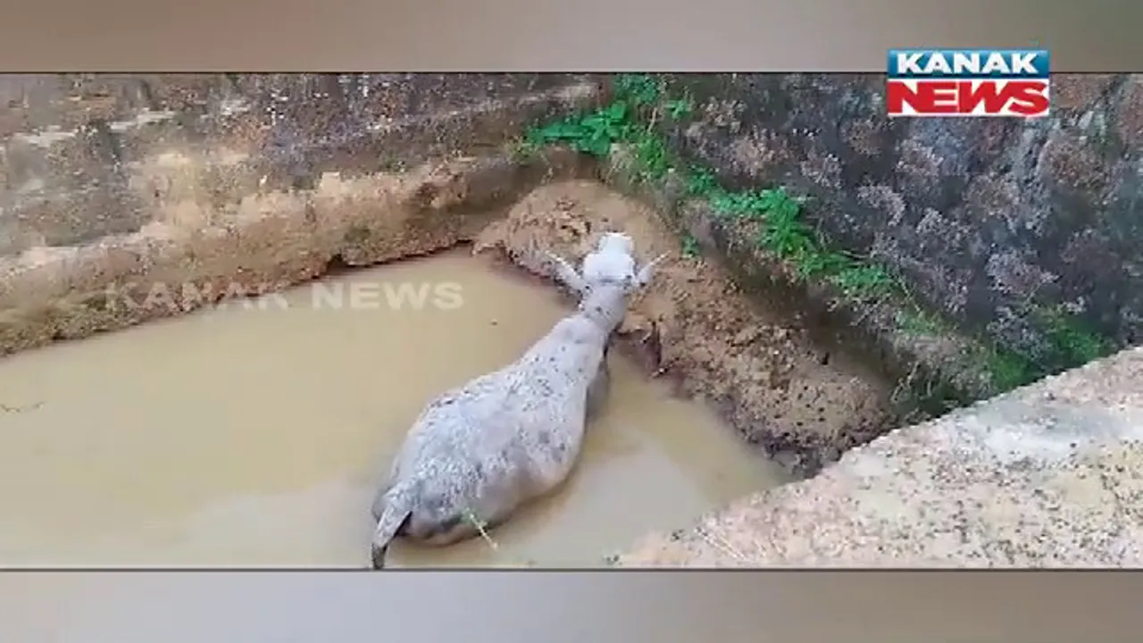  ଗଭୀର ଗାତରେ ଫସିଲା ଗାଈ, ଉଦ୍ଧାର କଲେ ଆଇନଜୀବୀ : ଚନ୍ଦକା ଅଞ୍ଚଳର ଭୋଳା ଗାଁର ଦୃଶ୍ୟ