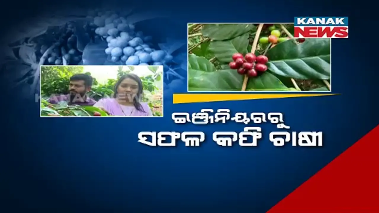  ଇଞ୍ଜିନିୟରରୁ ସଫଳ କଫି ଚାଷୀ । ନିଜ ଘରେ ବସାଇଛନ୍ତି କଫି ପ୍ରୋସେସିଂ ୟୁନିଟ । ୧୦ ରୁ ୧୨ଟି ପରିବାରକୁ ଦେଇଛନ୍ତି ରୋଜଗାର