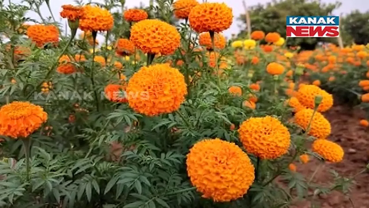  ଗୁଣୁପୁରର ଗେଣ୍ଡୁଫୁଲ ଚାଷୀ ପୀତବାସ । ପାରମ୍ପରିକ ଚାଷ ବଦଳରେ ୪ବର୍ଷ ହେଲା କରୁଛନ୍ତି ଫୁଲ ଚାଷ । ଦୈନିକ ୫୦ କିଲୋରୁ ଅଧିକ ଫୁଲ କରୁଛନ୍ତି ଅମଳ