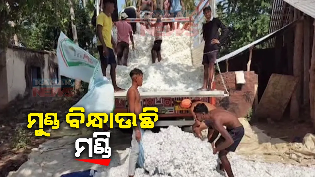  ଅମଳ ସମୟରେ ଖୋଲୁନି କପା ମଣ୍ଡି । କମ୍ ଦରରେ ବାହାର ରାଜ୍ୟ ବ୍ୟବସାୟୀଙ୍କୁ ବିକ୍ରି କରିବାକୁ ବାଧ୍ୟ ହେଉଛି ଚାଷୀ
