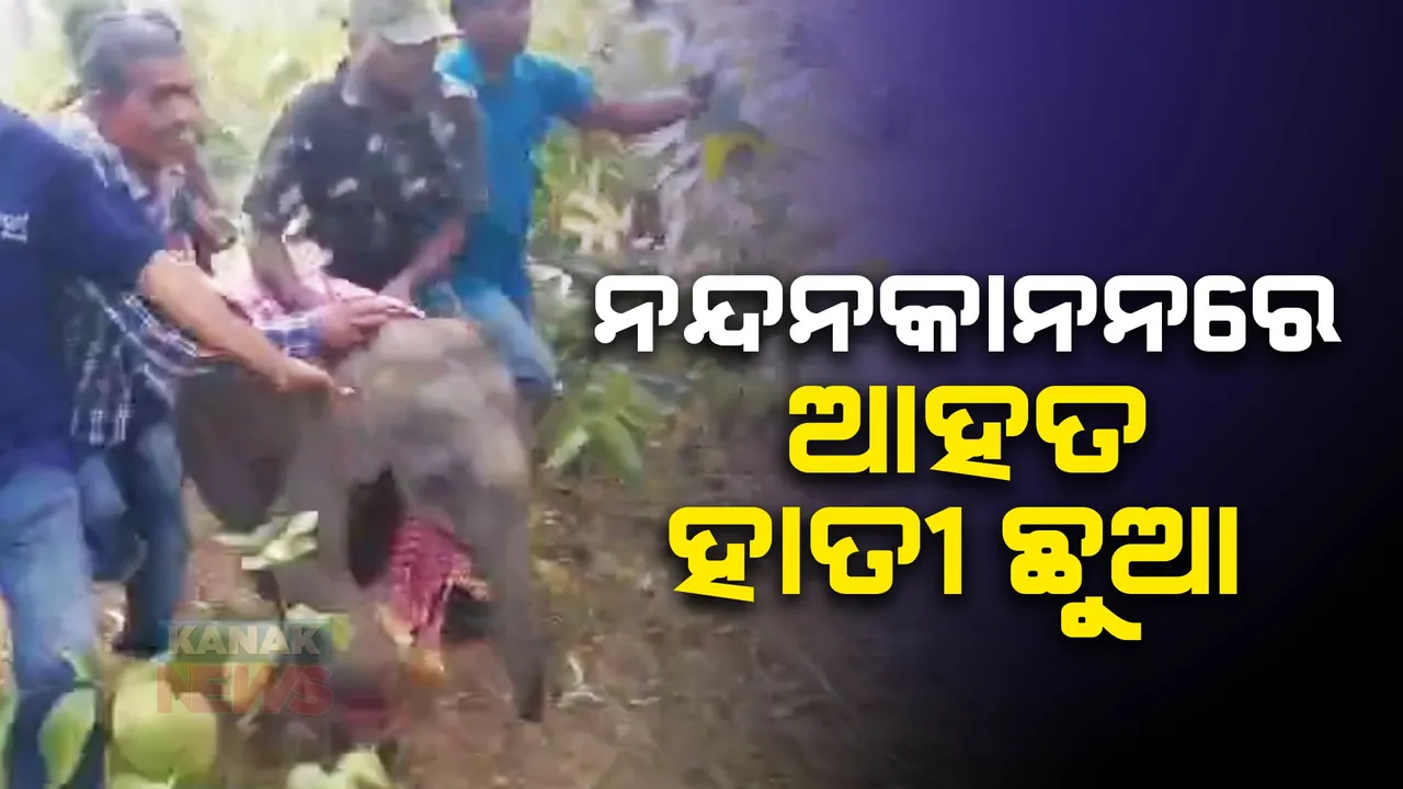  ନନ୍ଦନକାନନକୁ ଆସିଲା ହାତୀ ଛୁଆ । ଆହତ ଅବସ୍ଥାରେ କେନ୍ଦୁଝର ବନାଞ୍ଚଳରୁ ଉଦ୍ଧାର । ସ୍ୱାସ୍ଥ୍ୟ ପରୀକ୍ଷା ପରେ ହେବ ଚିକତ୍ସା ।