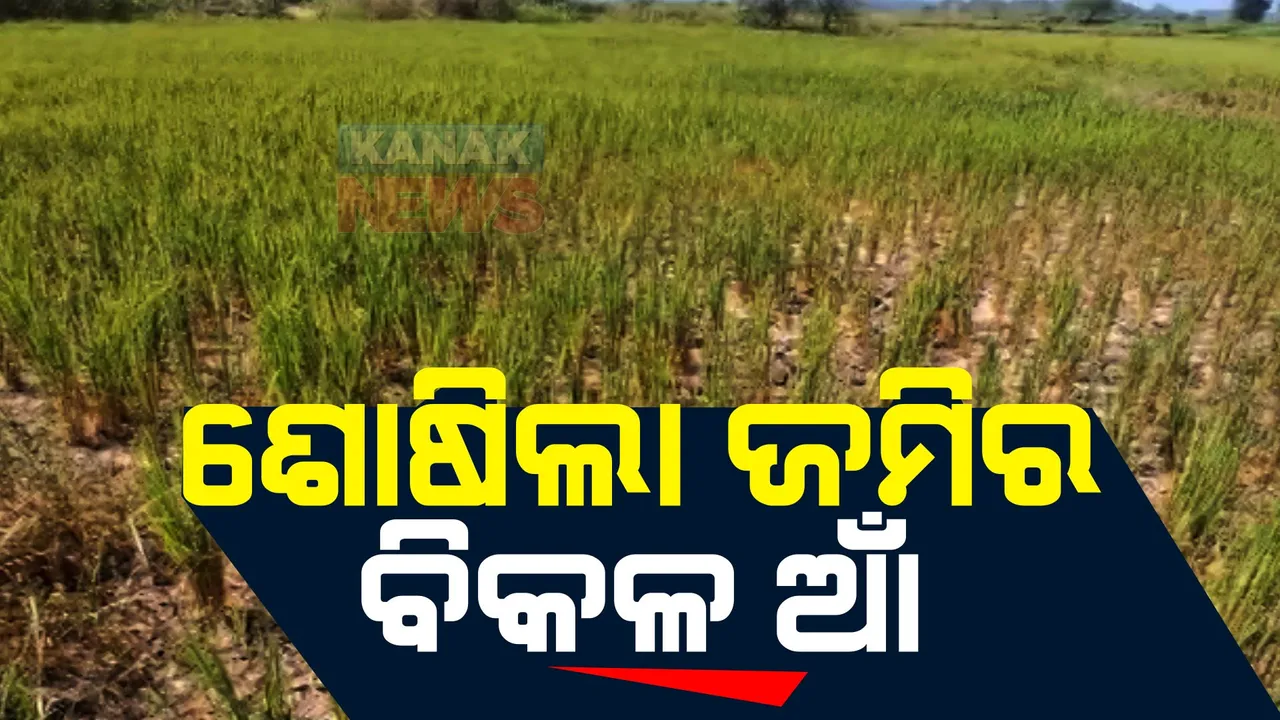  ଧାନ କେଣ୍ଡା ଭରିବା ବେଳେ ବିଲରେ ଜଳାଭାବ । ଶୁଖିଲା ଜମିର ବିକଳ ଆଁ ଦେଖି ଚିନ୍ତାରେ ଚାଷୀ