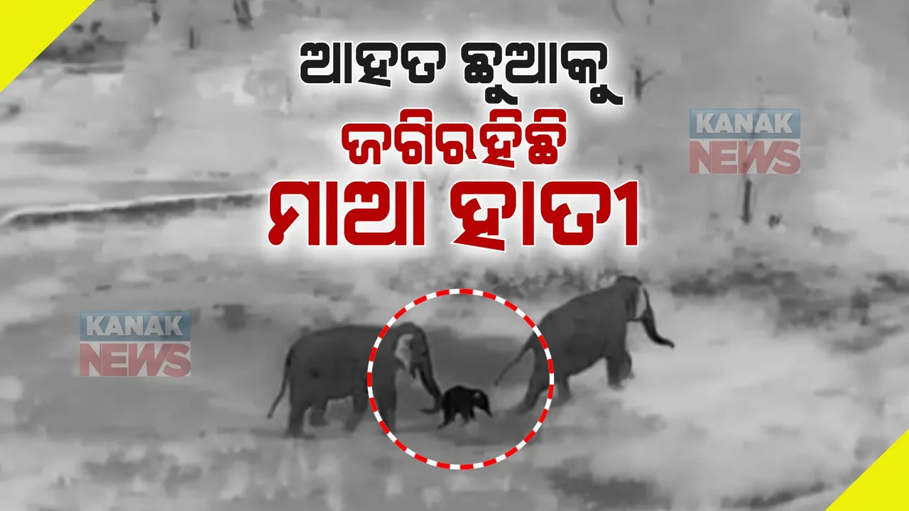  ଆହତ ଛୁଆକୁ ଜଗିରହିଛି ମାଆ ହାତୀ । ମୈଦାନକଲେ ଜଙ୍ଗଲରୁ ଆସିଲା ନିଆରା ଦୃଶ୍ୟ