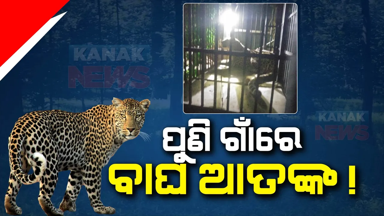  ନୂଆପଡ଼ାରେ ପୁଣି ବାଘ ଆତଙ୍କ: କୋଦୋପାଲି ଗାଁରେ ଆଉଏକ ବାଘ ବୁଲୁଥିବା ନେଇ ଭୟଭୀତ ସ୍ଥାନୀୟ ଲୋକେ