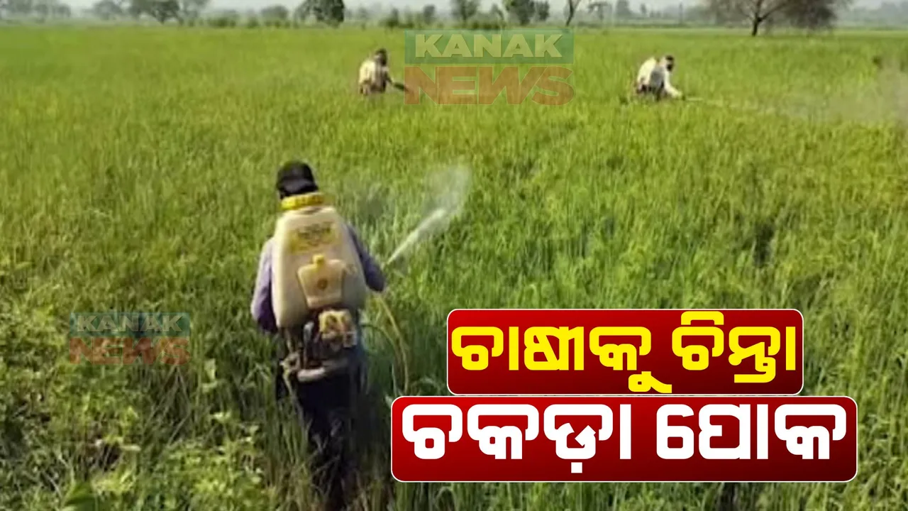  ଚାଷୀକୁ ଦାଉ ସାଜୁଛି ଚକଡ଼ା ପୋକ: ଅମଳ ବେଳକୁ ଧାନ ଗଛ କରୁଛି ନଷ୍ଟ