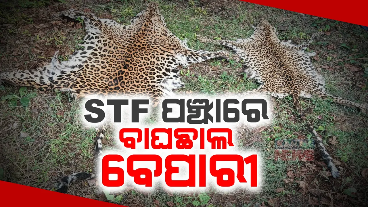  ଏସଟିଏଫ ପଂଝାରେ ବାଘଛାଲ ବେପାରୀ । ୨ ଜଣଙ୍କୁ ଗିରଫ ପରେ କୋର୍ଟ ଚାଲାଣ କଲା ସ୍ପେଶାଲ ଟାସ୍କ ଫୋର୍ସ । ୨ଟି କଲରାପତରିଆ ବାଘ ଛାଲ ଜବତ ।