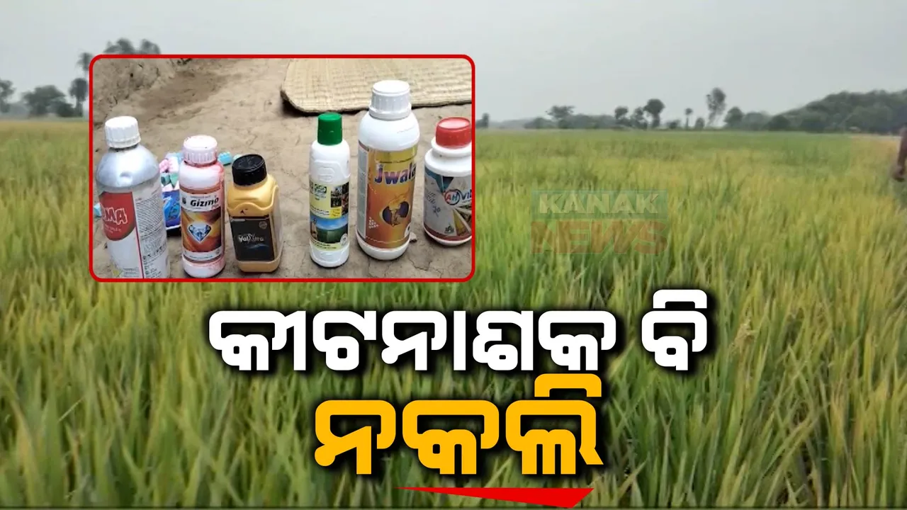  ନକଲି କୀଟନାଶକକୁ ସାବଧାନ । ଔଷଧ ଛିଞ୍ଚିବା ପରେ ସବୁଜରୁ ନାଲି ପଡିଗଲା ଏକର ଏକର ଚାଷ ଜମି
