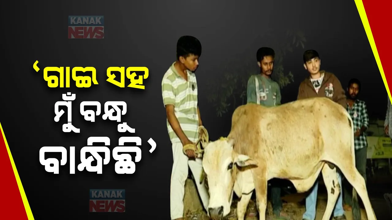  କୁନି ପିଲାର ପଶୁପ୍ରେମ । ବୁଲା ଗାଈ-ଗୋରୁଙ୍କ ମସିହା, ଚର୍ଚ୍ଚାରେ ମାଲକାନଗିରିର ‘ଲକ୍ଷ୍ମଣ ଛତ୍ରୀ’