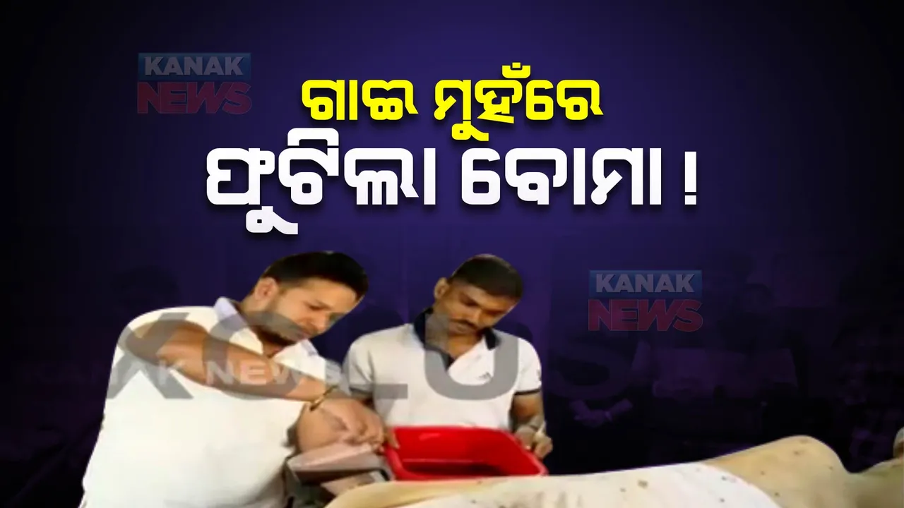  ଗାଈ ମୁହଁରେ ଫୁଟିଲା ବୋମା । ଆହତ ଗାଈକୁ ଉଦ୍ଧାର କରି ଚିକିତ୍ସା କରୁଛନ୍ତି କଳିଙ୍ଗ ଯୁବସେନାର ସଦସ୍ୟ ।