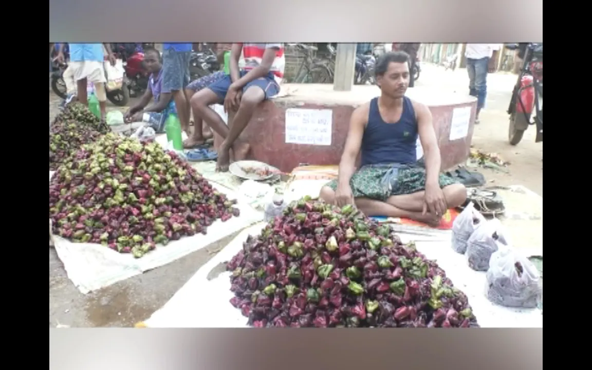   ରୋଜଗାରର ମାଧ୍ୟମ ପାଲଟିଛି ପାଣି ସିଙ୍ଗଡା ଚାଷ । ଋତୁକାଳୀନ ଫଳ ଭାବେ ବର୍ଷକୁ ୩ ଥର ହେଉଛି ଅମଳ