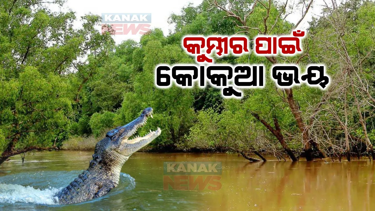  ଘରପାଖ ନଦୀରେ ବୁଲୁଛି କୁମ୍ଭୀର । ମାର୍ଶାଘାଇରେ କୁମ୍ଭୀର ଭୟର ଗୋବରୀ ନଦୀକୁ ଯାଉନାହାନ୍ତି ଲୋକେ