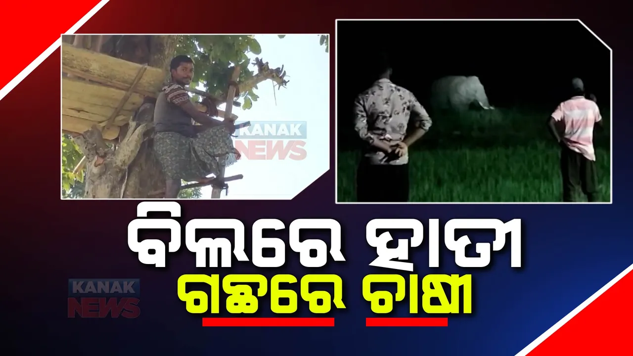  ପାହାଡ ପାଖ ଜମିରେ ରାଜ କରୁଛନ୍ତି ହାତୀ, ଔପଦା ଓ ସୋରରେ ଧାନ ଫସଲ ସୁରକ୍ଷା ପାଇଁ ମଂଚାରେ ଜଗୁଛନ୍ତି ଚାଷୀ